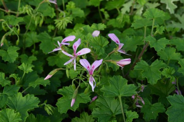 Pelargonie, Vanille-Duft- (Pflanze)